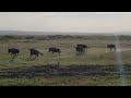 Wildebeest Running