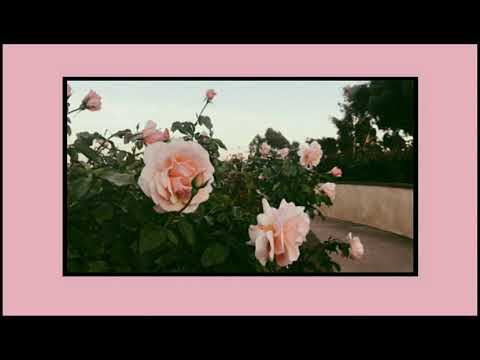 yeek - flowers (lyrics)