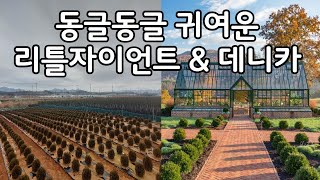 관리가 필요없는   둥근서양측백♧♧(리틀자이언트&데니카)