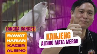 Download lagu LANGKA BANGET..😱😱'KANJENG' Kacer Albino Mata Merah Milik Agung Budiman mp3