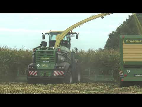 Krone BiG X 1180 forage harvester chopping in Germany