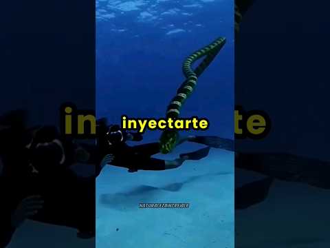 Datos Que No Conocías Sobre Las Serpientes Marinas 🐍🏊‍♂️