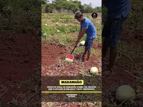 Produtor rural no Maranhão afirma ter prejuízo com plantação de melancia: “falta comprador”