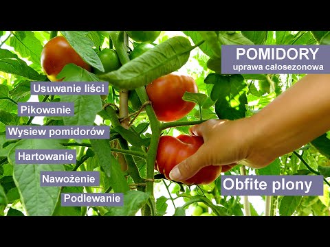 , title : 'Pomidory - Jak mieć udane zbiory - uprawa pomidorów przez cały sezon.'
