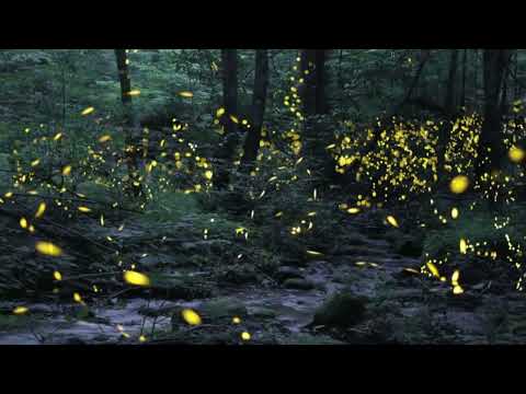 FIREFLY EXPERIENCE (©CDMI.org) Ron Frye