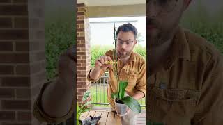 How To Make Orchids Flower Again #gardeningtips #orchid #gardeningaustralia