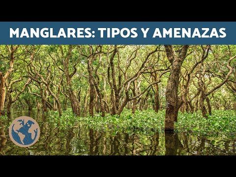 ¿Qué SON los MANGLARES? 🌊 (Qué es, Flora y Fauna, Tipos y Amenazas)