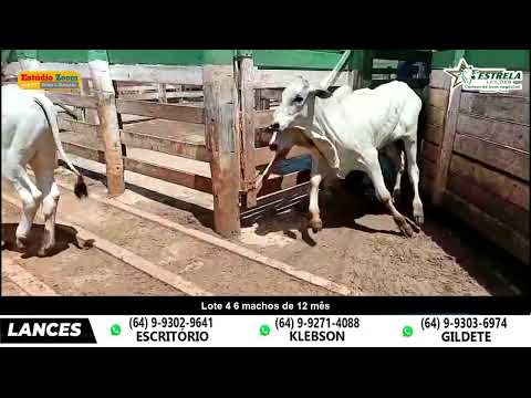 Lote 4 - Leilão Estrela - Morrinhos - Go - apartir das 19 hs - 10/02/2026