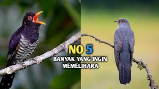 Download lagu 5 Jenis burung kedasih dengan suara yang berbeda no 5 paling merdu mp3 Download lagu 5 Jenis burung kedasih dengan suara yang berbeda no 5 paling merdu mp3