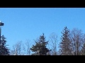 Seagulls In The Parking Lot