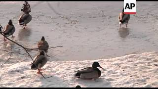 At least 4 countries suspend shipping on the Danube River due to ice