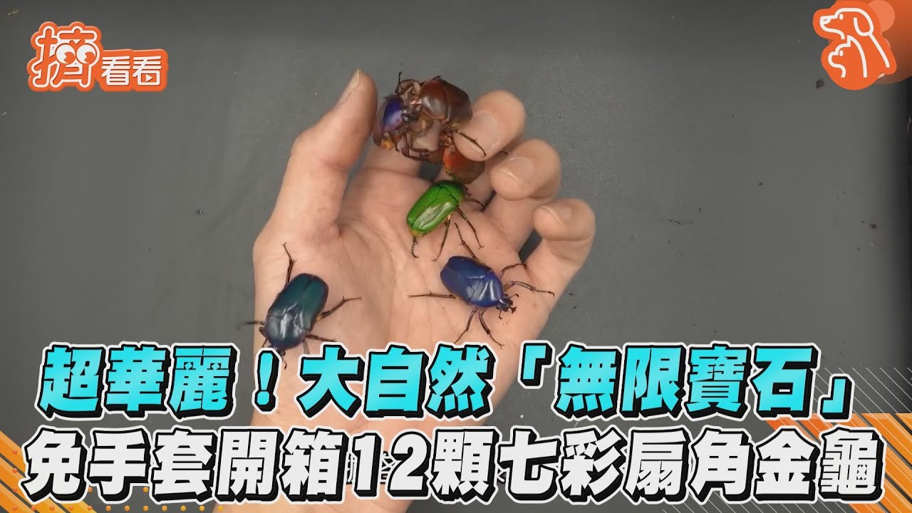 超華麗!大自然「無限寶石」 免手套開箱12顆七彩扇角金龜