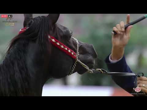 N 303 SHADDAD AL KHEESA   23rd Qatar National Arabian Horse Show   Yearling Colts Class 6B
