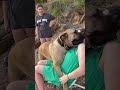 Big Boerboel taking cuddles