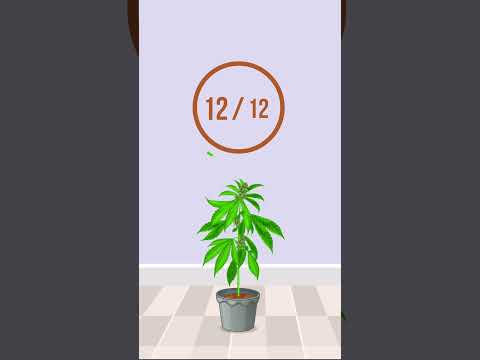 Легкие циклы каннабиса