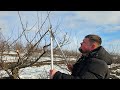 Plum Tree Pruning Technique