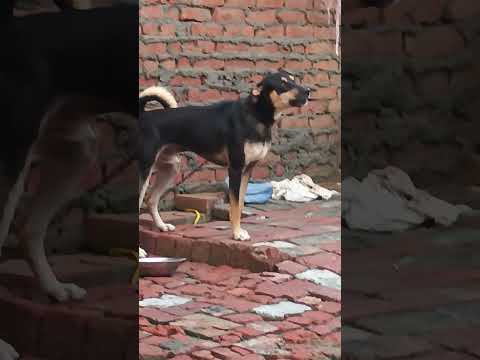 🐕‍🦺🐕‍🦺💪