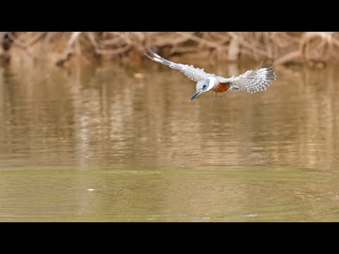 Brazil Photo Tour 2022 – Pantanal Moments and Rewinds – Cuties 2