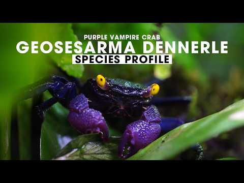 Geosesarma dennerle purple vampire crab species profile