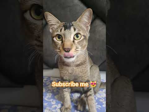 Cat Cleaning Time 🐈 #cats #cutecat #catlove #gatos