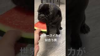 #pug  #cute #amsr  #ぱぐ #かわいい  #癒し #dog #いぬ