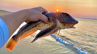Why Haven’t I Tried This TRASH FISH Sooner? SEA ROBIN Catch & Cook