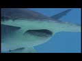 Nature Sharks Of Hawaii PREVIEW