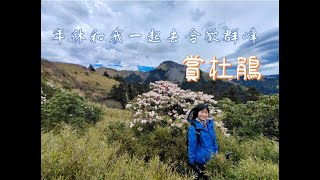 【年休vlog】| Ep.2 | DAY3【合歡群峰】【新手百岳】【合歡南峰】【高山杜鵑】