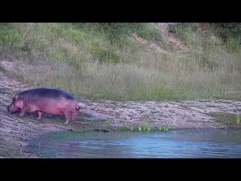 Djuma: Hippo leaving - 18:56 - 01/31/2022