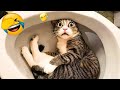 Try Not To Laugh Cats And Dogs Videos 😂 - Best Funniest Animals Video 2024