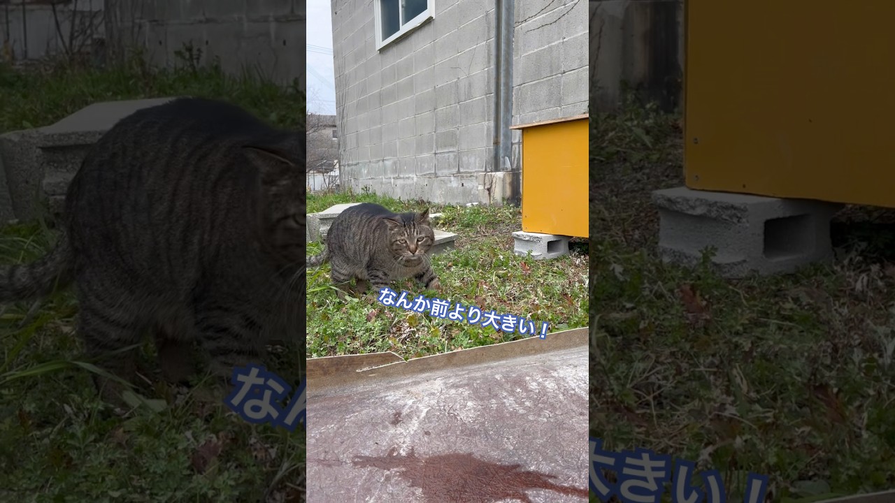 ウスくん、またまたお引越し