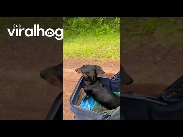 Partially Paralyzed Dachshund Enjoys His Stroller Walk