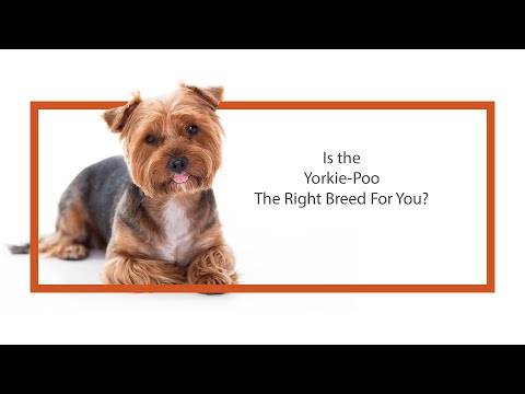 Yorkiepoo Video