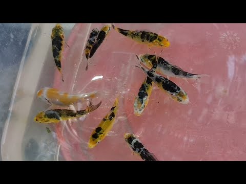 Fry Selection-   Koi Breeding 2020 - 26/2 EP12