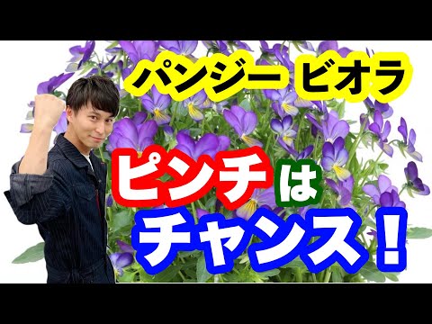 パンジーを植える時期と方法は？美しく開花させるためのヒントとコツ！  庭園