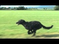 Slow Motion Dog Run