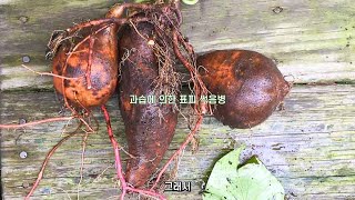 도대체 내가 심은 고구마는 왜 이래? 고구마 농사 폭망한 사례별 원인 설명