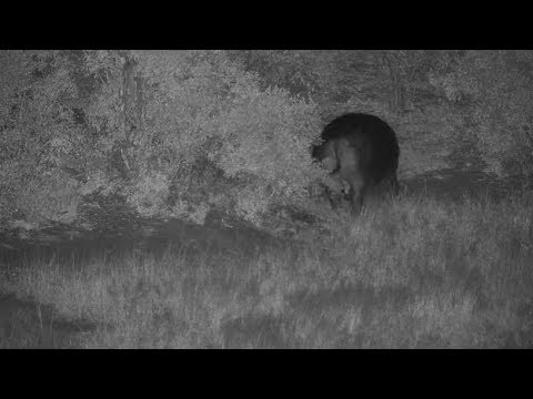 Djuma: Second Hippo leaves the pan and marks a bush on way - 04:11 - 06/29/19