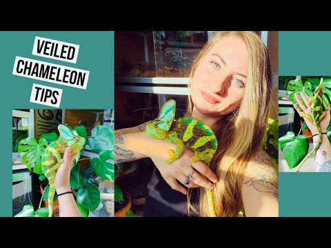 20 Tips on Veiled Chameleons!