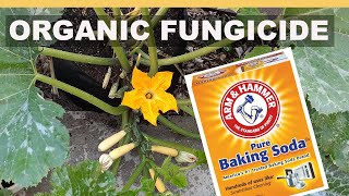 EZ Homemade Organic Fungicide for Squash & Cucumber  | Treat & Prevent Mold & White Powdery MIldew