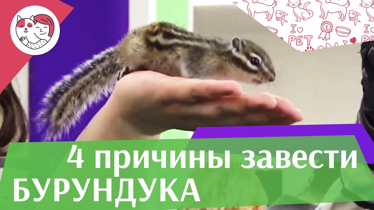 4 причины завести бурундука