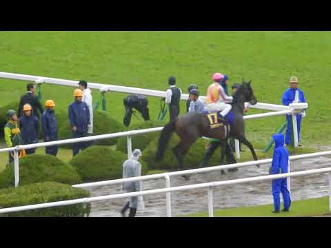 第78回菊花賞2017/ザ・チャンピオンにのっての本場馬入場、不良馬場に水しぶきが上がる(2017.10.22)