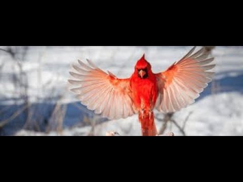 Stunning Red Cardinal in Amazing  - Stunning Nature with Relaxing Music & Birds Sounds