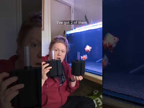 Ultimate sponge filter #aquarium #fish #fishtank #shorts