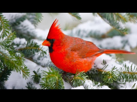 Beautiful Relaxing Hymns, Peaceful  Instrumental Music, "Songbird Morning Sunrise" By Tim Janis