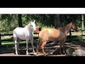 Horse Breeding Horse Mating Horse Breeds Horse Horsebreeding Horsemating Horsesto