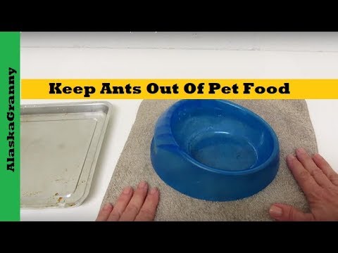 Keep Ants Out Of Pet Food 3 Simple Ways- Cleaning Tips Tricks Hacks