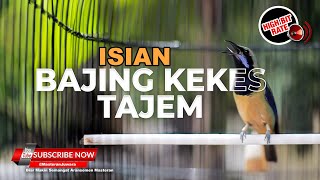Download lagu 🔴 Cucak Cungkok Isian Bajing Kekes Tajam Volume Jos mp3