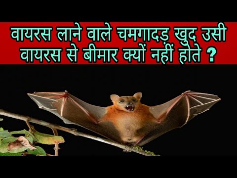 Why bats don't get sick | bats and viruses |bats are important to the environment | corona and bats