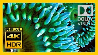 Beauty of 4K HDR 60FPS Dolby Vision Demo - Aquarium Anemone Colors of Nature